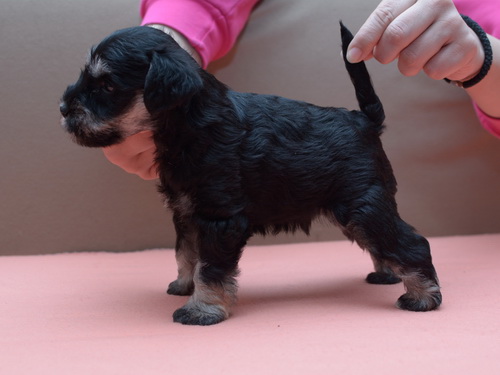 miniature schnauzer patuljasti snaucer